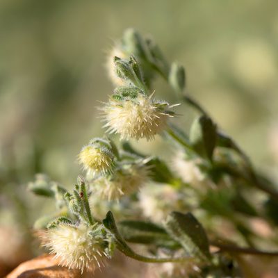 Calotis hispidula, photographed by Kym Nicolson