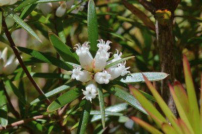 Cyathodes glauca, photographed by James (Jim) Duggan