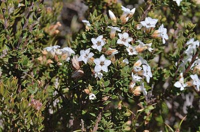 Epacris serpyllifolia, photographed by James (Jim) Duggan