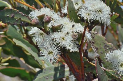 Eucalyptus coccifera, photographed by James (Jim) Duggan