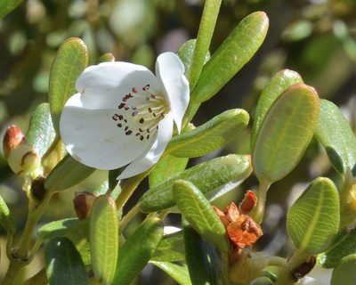 Eucryphia milliganii, photographed by James (Jim) Duggan