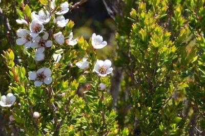Leptospermum rupestre, photographed by James (Jim) Duggan