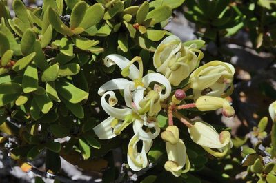Lomatia polymorpha, photographed by James (Jim) Duggan