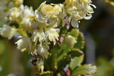 Tetracarpaea tasmannica, photographed by James (Jim) Duggan