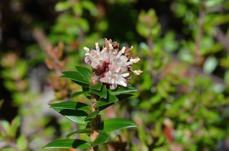 Trochocarpa cunninghamii, photographed by James (Jim) Duggan