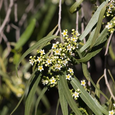Geijera parviflora, photographed by Kym Nicolson