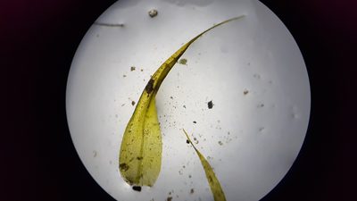 Dichelyma falcatum, photographed by Quinten Wiegersma
