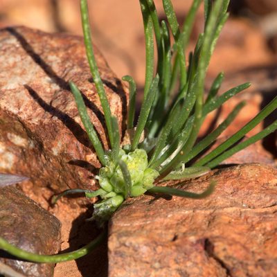 Isoetopsis graminifolia, photographed by Kym Nicolson