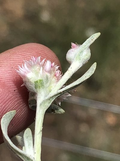 Helichrysum candolleanum, photographed by Dave U