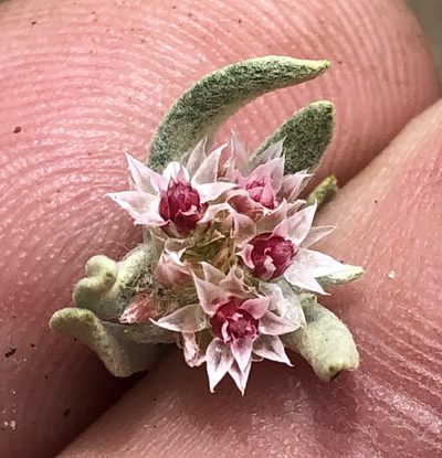 Helichrysum candolleanum, photographed by Dave U