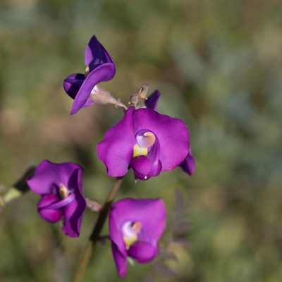 Swainsona procumbens, photographed by Kym Nicolson