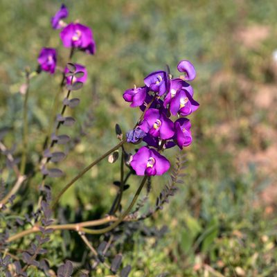 Swainsona procumbens, photographed by Kym Nicolson
