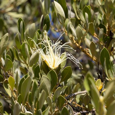 Capparis mitchellii, photographed by Kym Nicolson