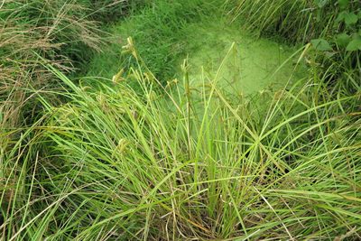 Carex maorica, photographed by Alice Shanks