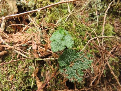 Rubus rolfei, photographed by chiuluan