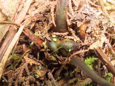 Plagiogyria euphlebia, photographed by chiuluan