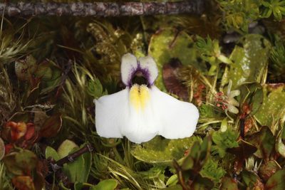 Mazus radicans, photographed by Jacob Littlejohn