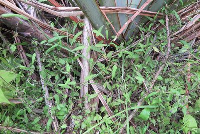 Urtica perconfusa, photographed by Alice Shanks