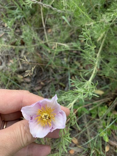 Clematis villosa, photographed by Dave Richardson