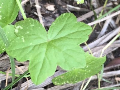 Hydrocotyle acutiloba, photographed by Greg Tasney