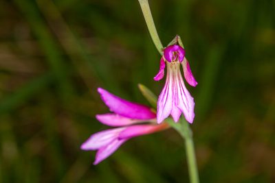 Gladiolus palustris, photographed by Drepanostoma