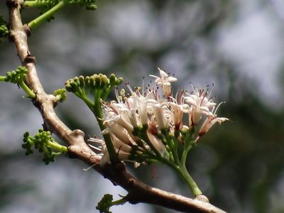 Ehretia longiflora, photographed by 葉子