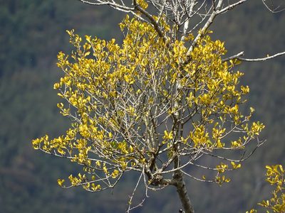 Viscum coloratum, photographed by 葉子