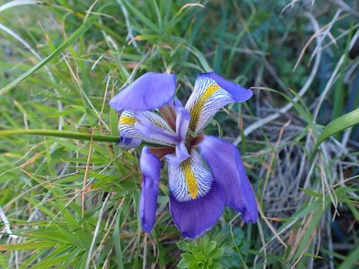 Iris unguicularis, photographed by Katerina Kalogerini