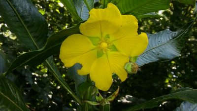 Ludwigia elegans, photographed by Bahiano Ayala