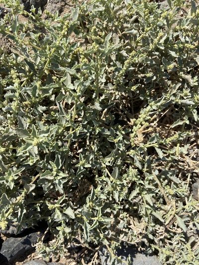 Atriplex semilunaris, photographed by Peter Gabler