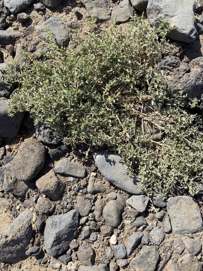 Atriplex semilunaris, photographed by Peter Gabler