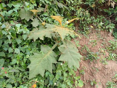 Solanum robustum, photographed by John Brew