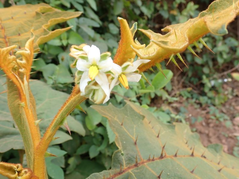 Solanum robustum, photographed by John Brew