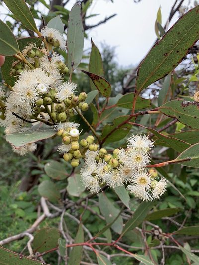 Eucalyptus kitsoniana, photographed by 呂一起(Lyu yi-chi)