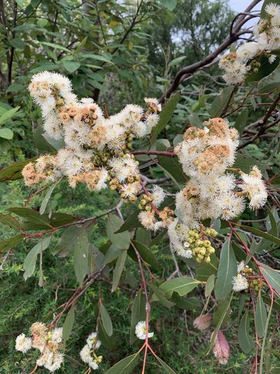 Eucalyptus kitsoniana, photographed by 呂一起(Lyu yi-chi)