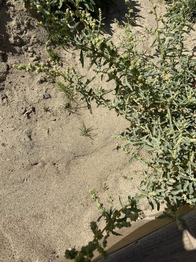 Atriplex semilunaris, photographed by Peter Gabler