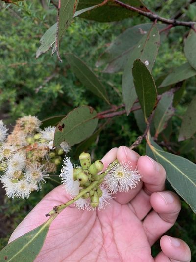 Eucalyptus kitsoniana, photographed by 呂一起(Lyu yi-chi)