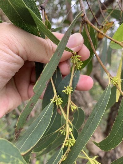 Eucalyptus willisii, photographed by 呂一起(Lyu yi-chi)