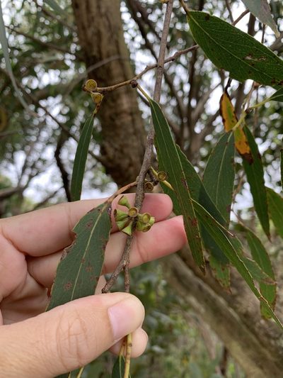 Eucalyptus willisii, photographed by 呂一起(Lyu yi-chi)