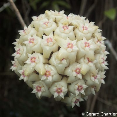 Hoya verticillata, photographed by Gerard Chartier