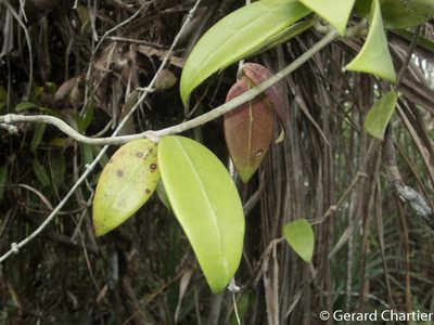 Hoya verticillata, photographed by Gerard Chartier