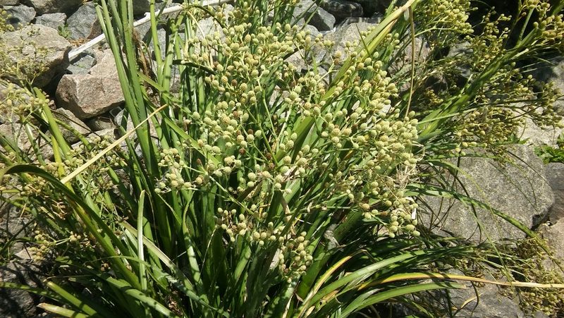 Eryngium mesopotamicum, photographed by Bahiano Ayala