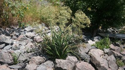 Eryngium mesopotamicum, photographed by Bahiano Ayala