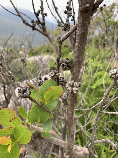 Eucalyptus kitsoniana, photographed by 呂一起(Lyu yi-chi)