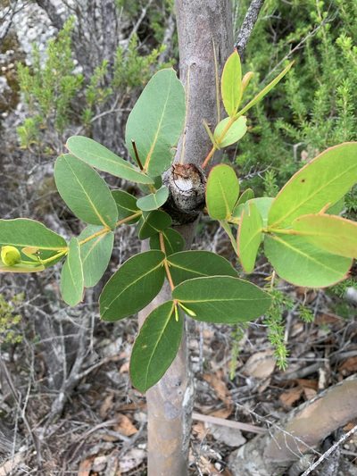 Eucalyptus kitsoniana, photographed by 呂一起(Lyu yi-chi)