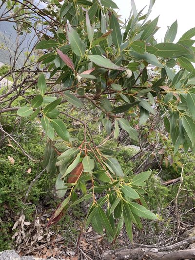 Eucalyptus kitsoniana, photographed by 呂一起(Lyu yi-chi)