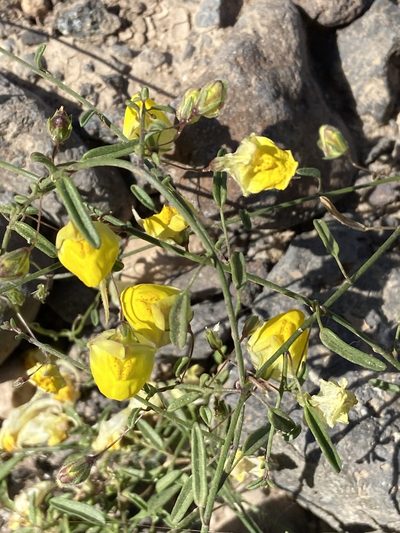 Nanorrhinum heterophyllum, photographed by Peter Gabler