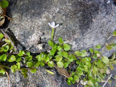 Epilobium nerterioides, photographed by Peter de Lange