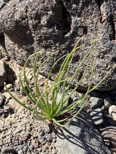 Asphodelus tenuifolius, photographed by Peter Gabler