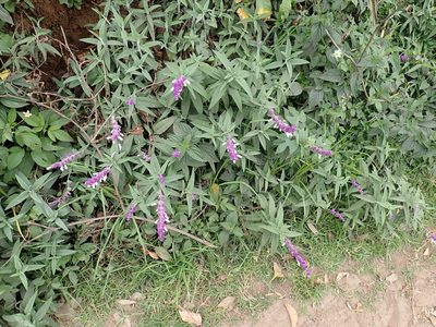 Salvia leucantha, photographed by John Brew
